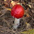 We find some impressive unopened Fly Agarics, Harry's Scout Hike, Walberswick and Dunwich, Suffolk - 9th October 2022