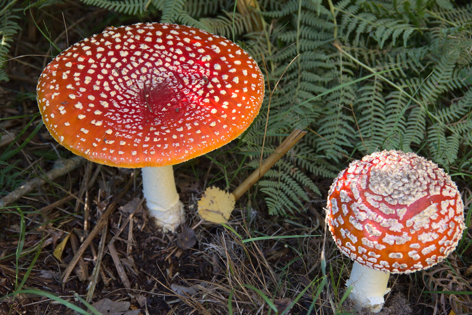 Harry's Scout Hike, Walberswick and Dunwich, Suffolk - 9th October 2022: A pair of classic toadstools - Fly Agarics