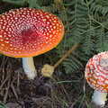 A pair of classic toadstools - Fly Agarics, Harry's Scout Hike, Walberswick and Dunwich, Suffolk - 9th October 2022