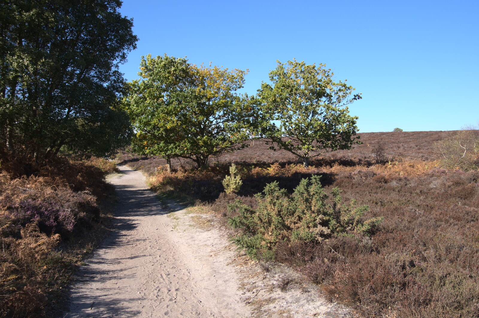 Harry's Scout Hike, Walberswick and Dunwich, Suffolk - 9th October 2022: Dunwich Heath