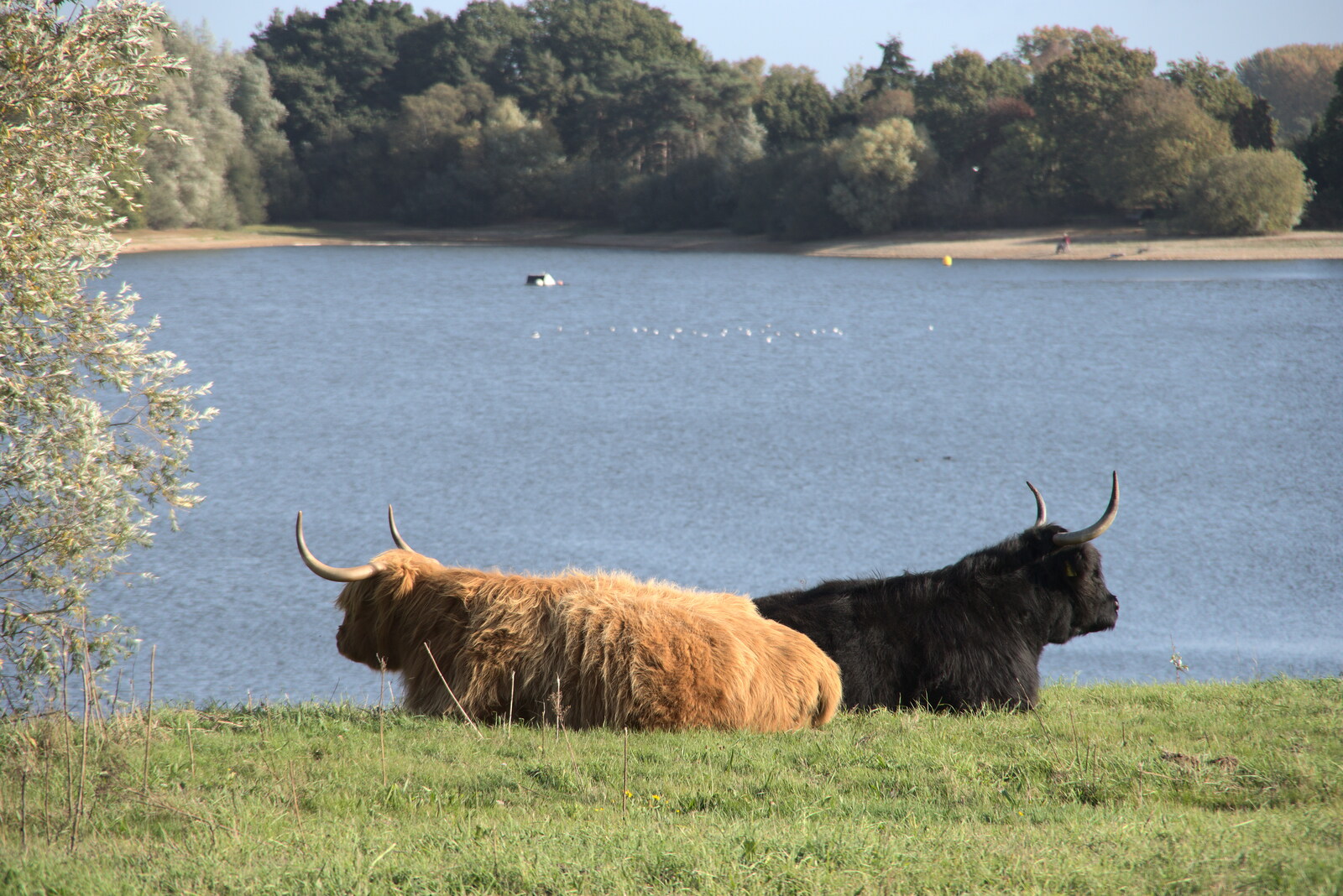A Few Hours at Alton Water, Stutton, Suffolk - 22nd October 2022: A pair of Highland cattle rest in the sun