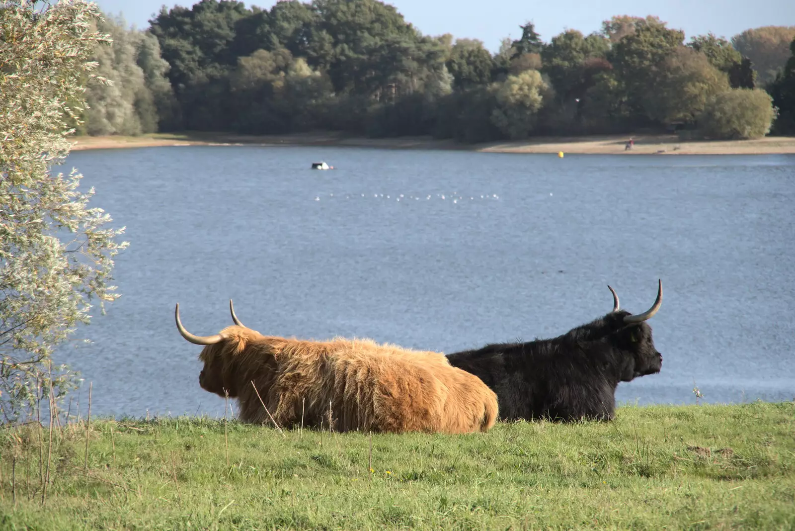 A pair of Highland cattle rest in the sun, from A Few Hours at Alton Water, Stutton, Suffolk - 22nd October 2022