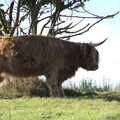 A hairy cow roams around, A Few Hours at Alton Water, Stutton, Suffolk - 22nd October 2022