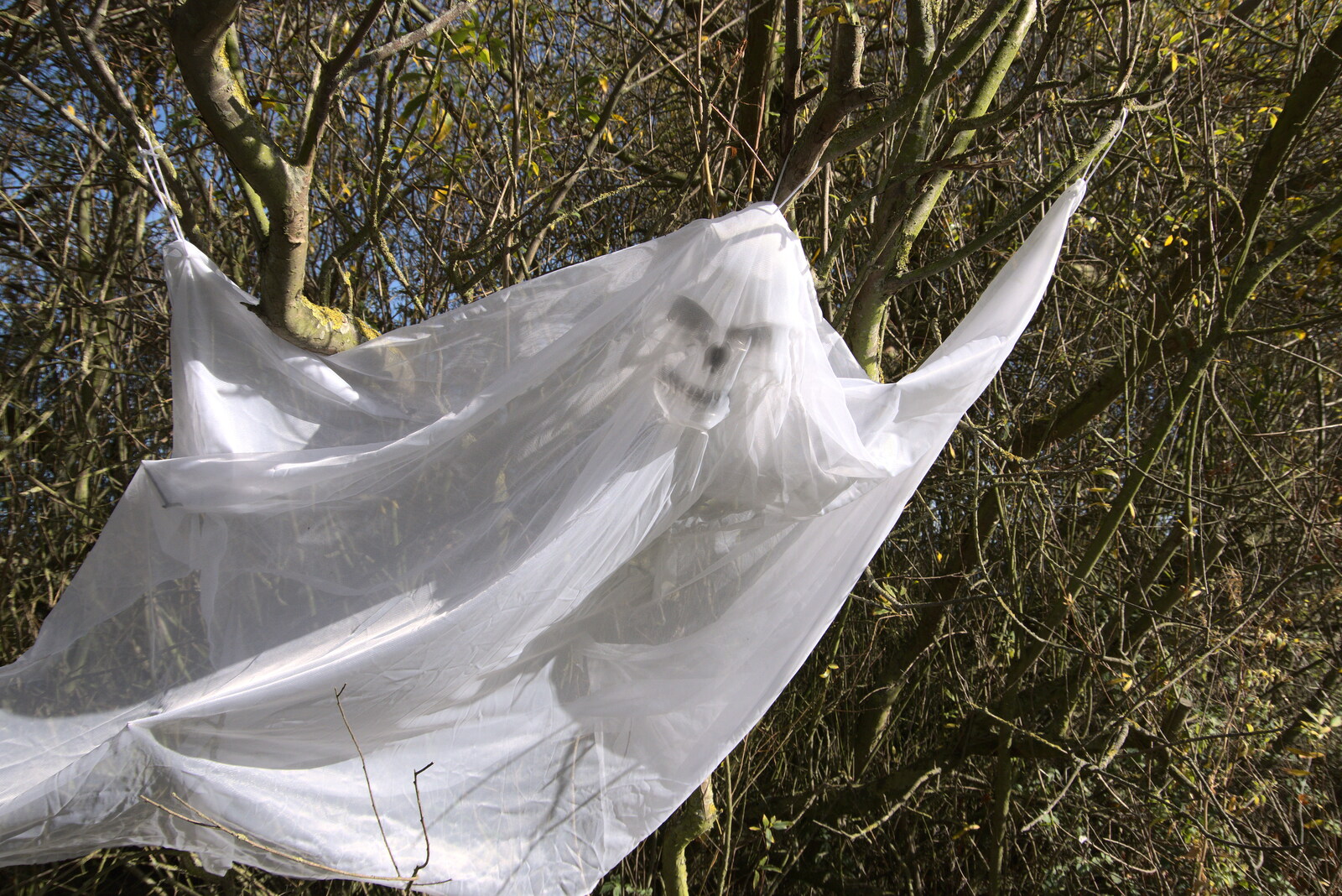 A Few Hours at Alton Water, Stutton, Suffolk - 22nd October 2022: There's a cool ghoul in a bush
