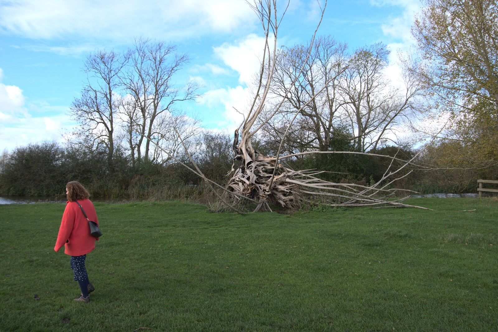A Postcard from Flatford and Dedham, Suffolk and Essex, 9th November 2022: Isobel roams around near a tree skeleton