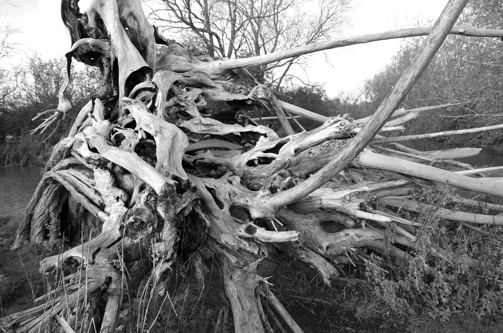 A Postcard from Flatford and Dedham, Suffolk and Essex, 9th November 2022: The amazing tree stump by the River Stour