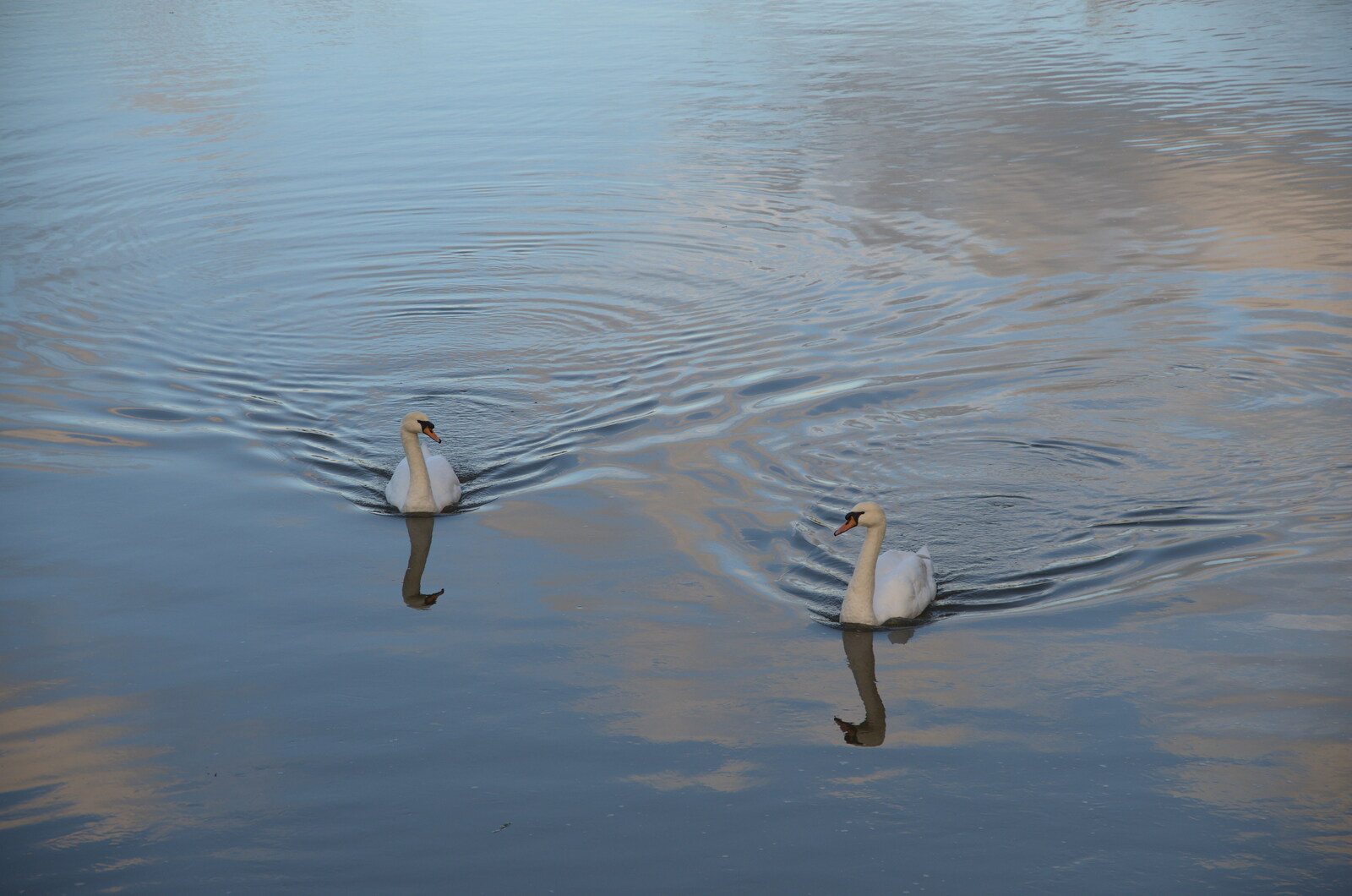 A Postcard from Flatford and Dedham, Suffolk and Essex, 9th November 2022: A pair of swans pootle around