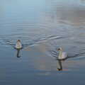 A pair of swans pootle around, A Postcard from Flatford and Dedham, Suffolk and Essex, 9th November 2022