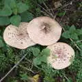 We find some mushrooms next to the Oaksmere, The Scouts' Remembrance Day Parade, Eye, Suffolk - 13th November 2022