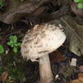 A shaggy mushroom, The Scouts' Remembrance Day Parade, Eye, Suffolk - 13th November 2022
