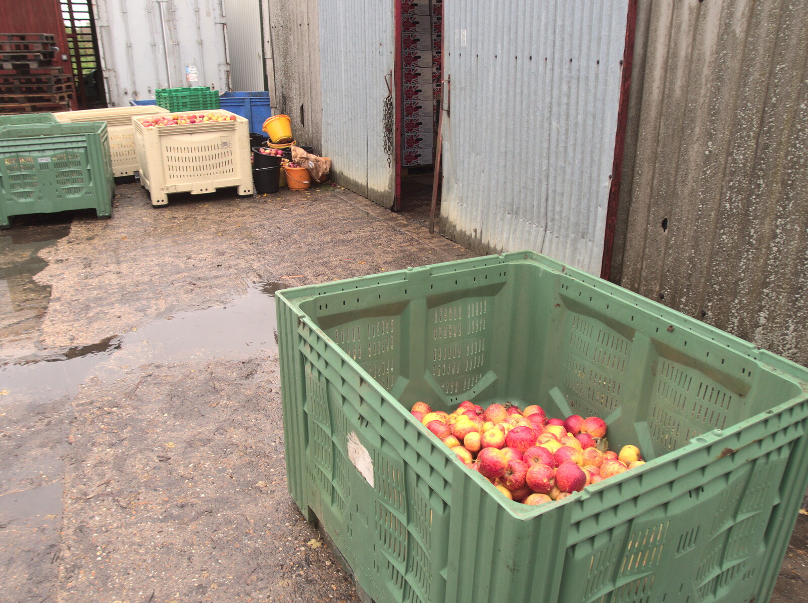 120kg of apples doesn't look much in a huge crate from The GSB at Wickham Skeith, Suffolk - 19th November 2022
