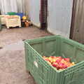 120kg of apples doesn't look much in a huge crate, The GSB at Wickham Skeith, Suffolk - 19th November 2022