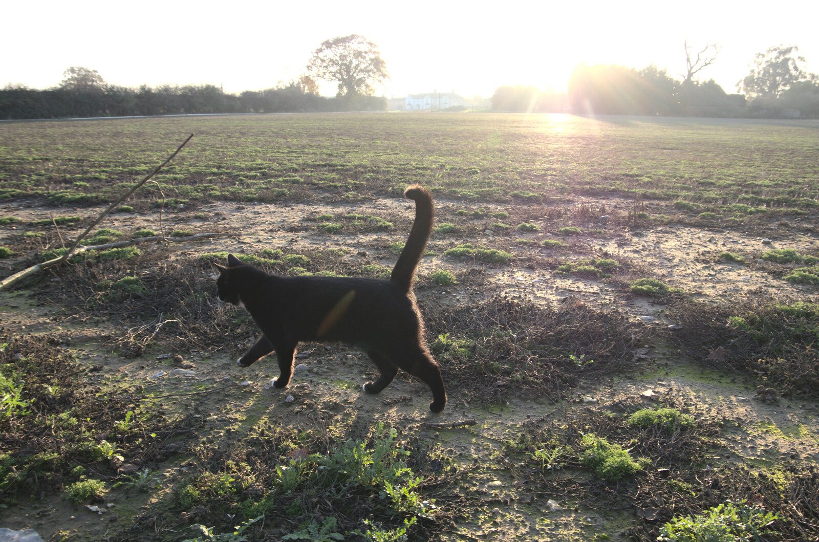 Cat trots off around the field from The GSB at Wickham Skeith, Suffolk - 19th November 2022