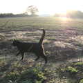 Cat trots off around the field, The GSB at Wickham Skeith, Suffolk - 19th November 2022