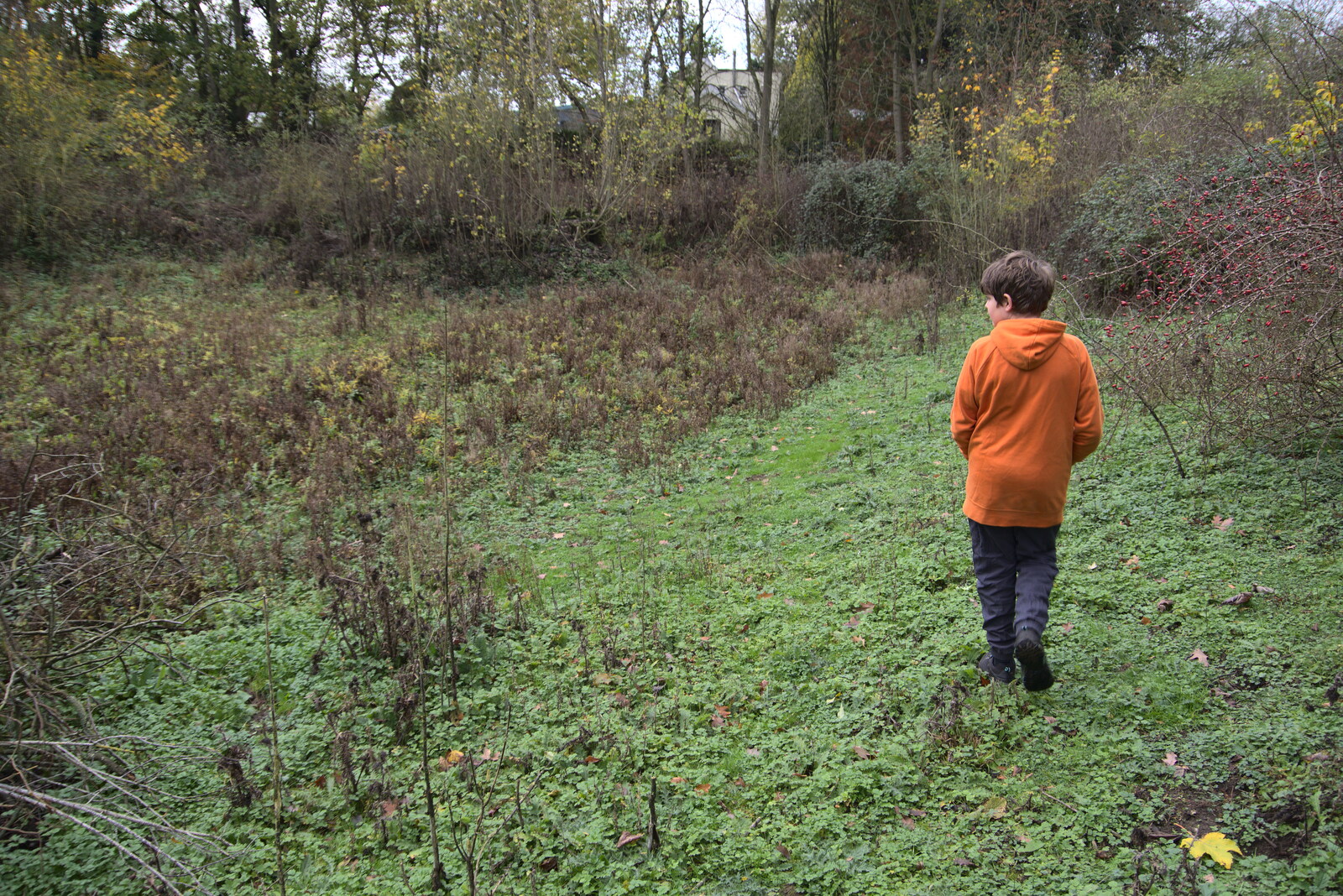 Fred wanders around what used to be a lake from The GSB at Wickham Skeith, Suffolk - 19th November 2022