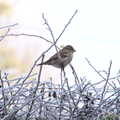 There's a sparrow in the frozen hedge, Dove Players do Aladdin, Eye, Suffolk - 10th December 2022
