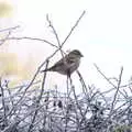 There's a sparrow in the frozen hedge, Dove Players do Aladdin, Eye, Suffolk - 10th December 2022