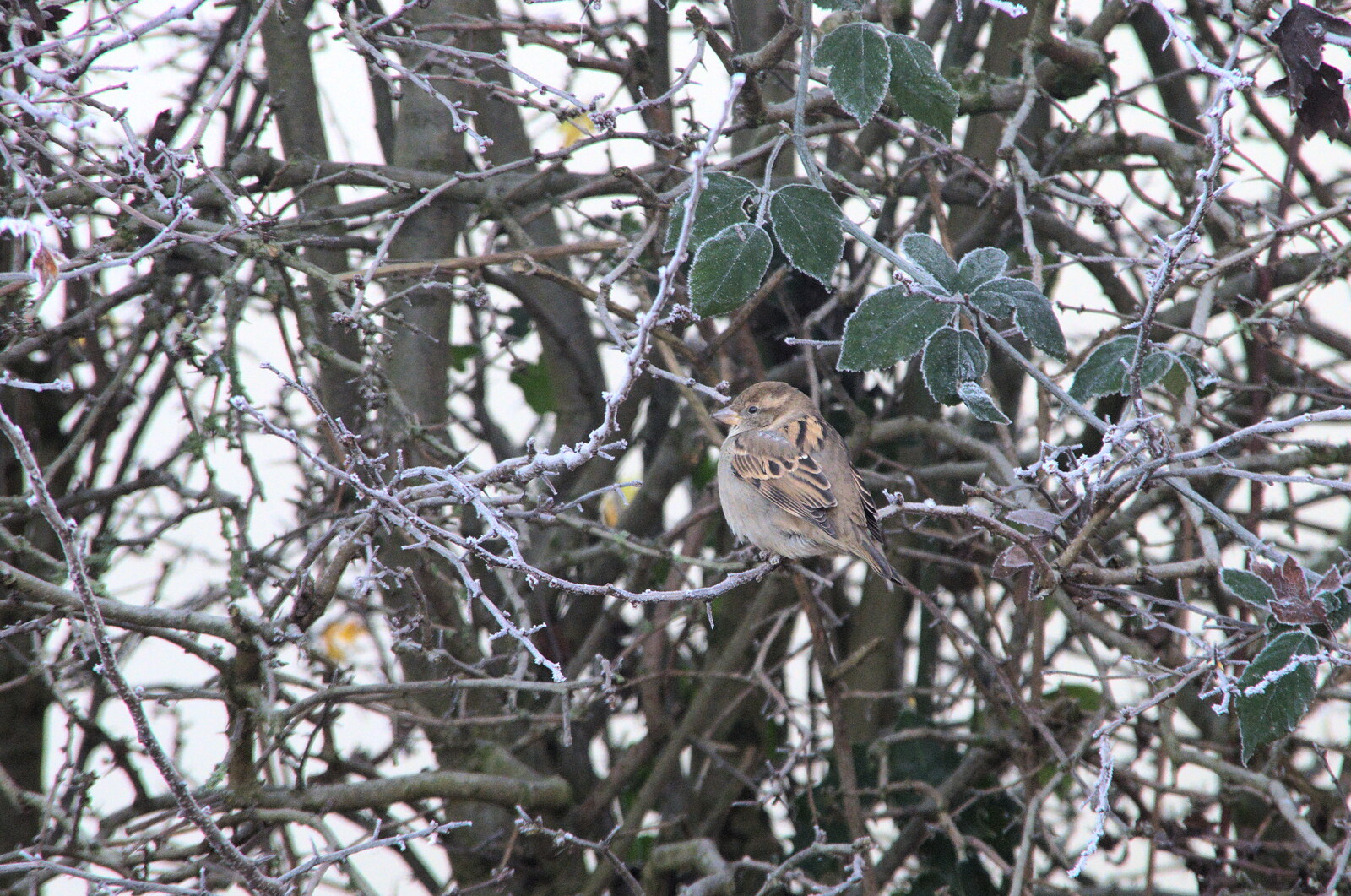 Another sparrow is fluffed up against the cold from Dove Players do Aladdin, Eye, Suffolk - 10th December 2022