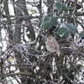 Another sparrow is fluffed up against the cold, Dove Players do Aladdin, Eye, Suffolk - 10th December 2022