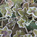 Frost-tinged leaves in the garden, Dove Players do Aladdin, Eye, Suffolk - 10th December 2022