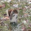 There are some bold squirrels in Abbey Gardens, A Shopping Trip to Bury St. Edmunds, Suffolk - 14th December 2022