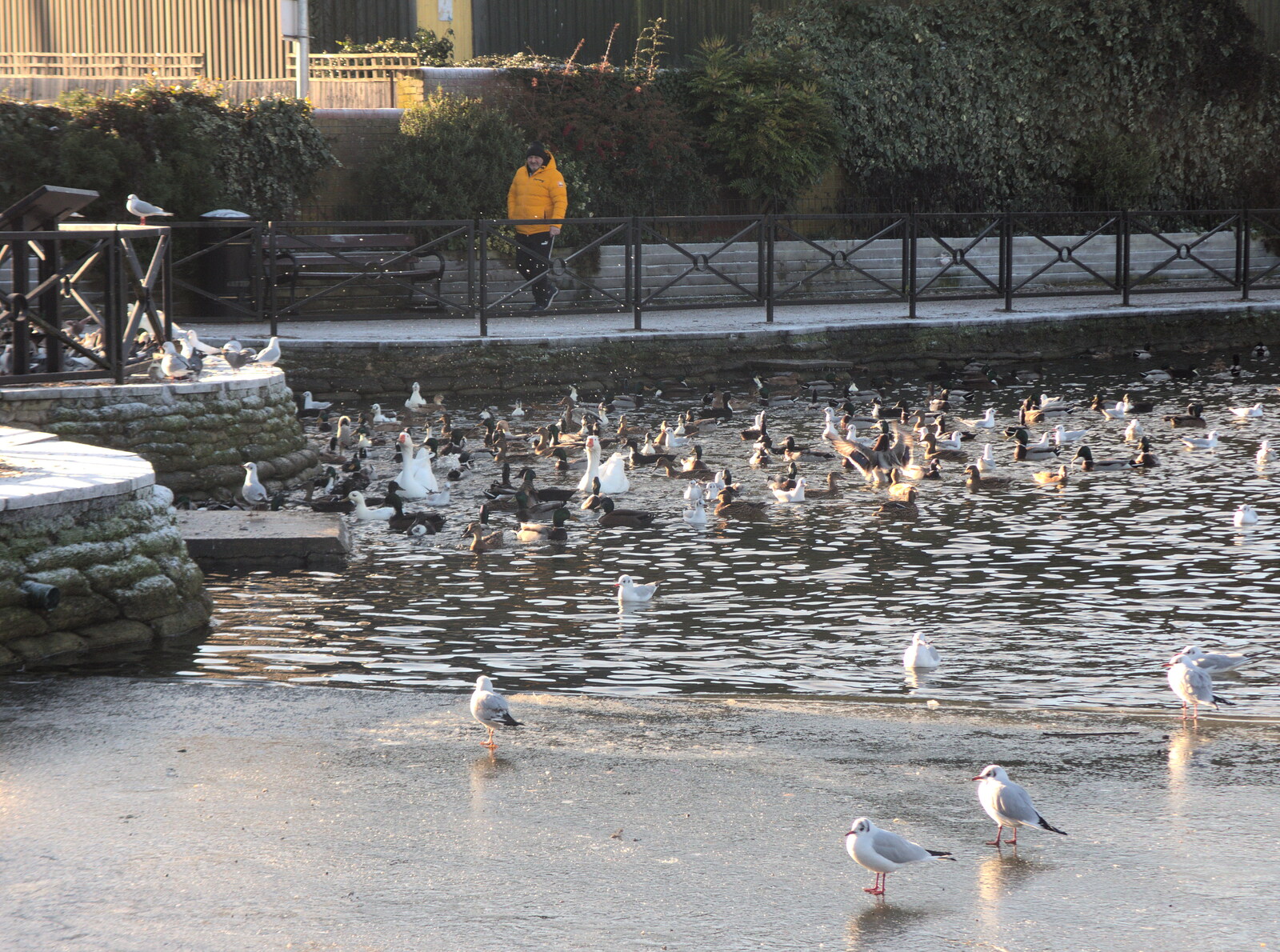 The a frenzy of birds and splashing from A Shopping Trip to Bury St. Edmunds, Suffolk - 14th December 2022