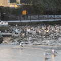 The a frenzy of birds and splashing, A Shopping Trip to Bury St. Edmunds, Suffolk - 14th December 2022