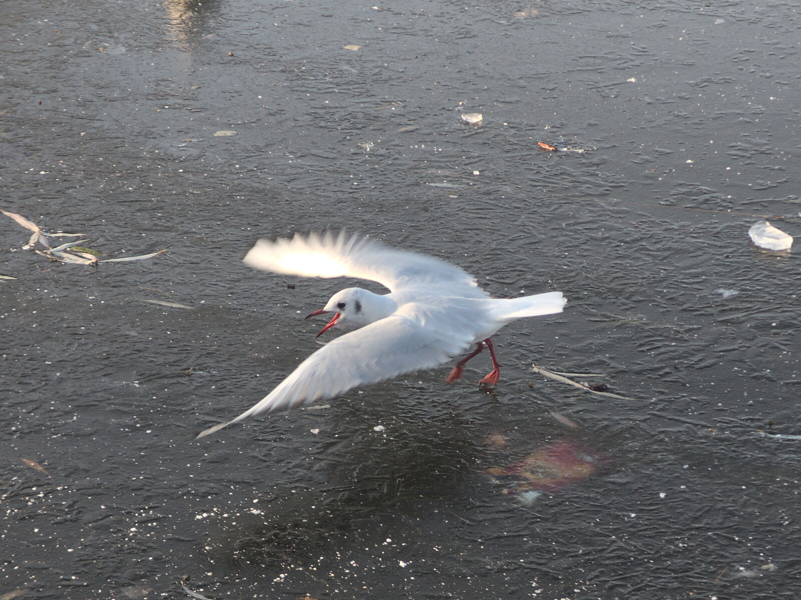 A gull takes off from the frozen Mere from A Shopping Trip to Bury St. Edmunds, Suffolk - 14th December 2022