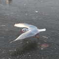 A gull takes off from the frozen Mere, A Shopping Trip to Bury St. Edmunds, Suffolk - 14th December 2022