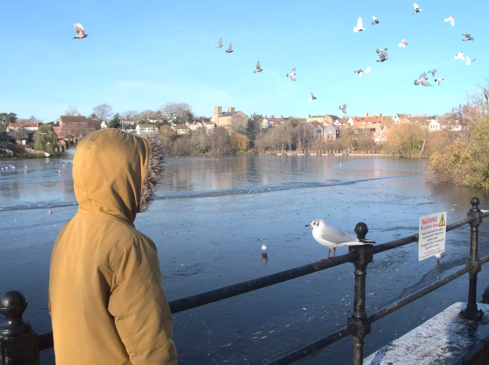 Harry approaches a perching gull, from A Shopping Trip to Bury St. Edmunds, Suffolk - 14th December 2022