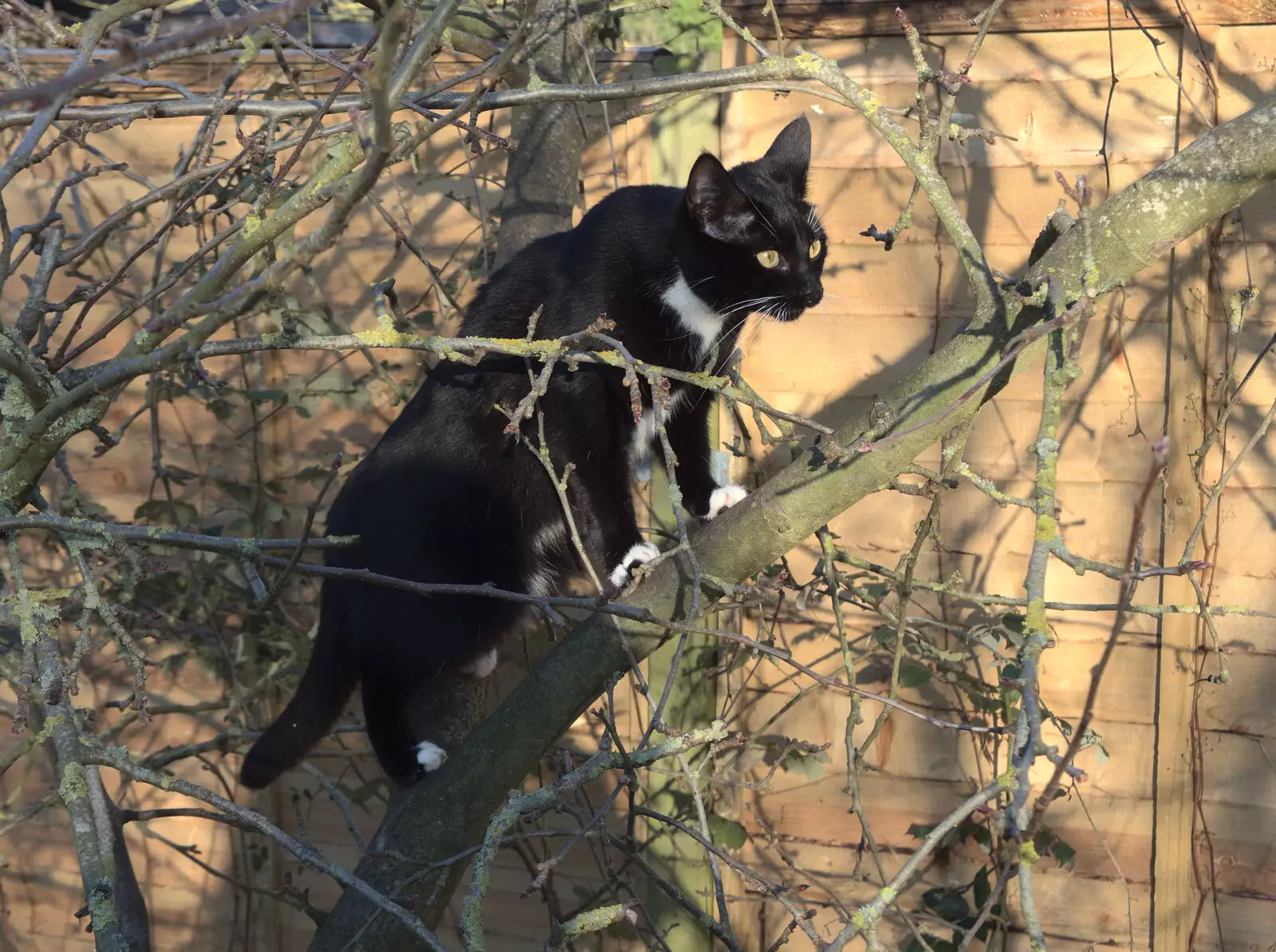 Molly's up a tree, from Christmas Day and Other Stuff, Diss, Brome and Norwich - 25th December 2022