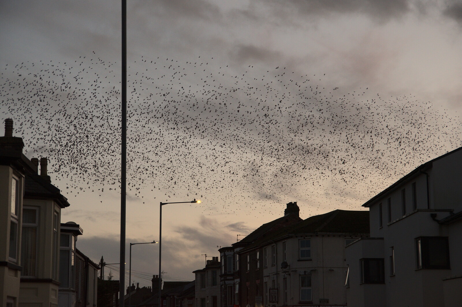 More starling murmurations from The Hippodrome Christmas Spectacular, Great Yarmouth, Norfolk - 29th December 2022