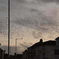 More starling murmurations, The Hippodrome Christmas Spectacular, Great Yarmouth, Norfolk - 29th December 2022