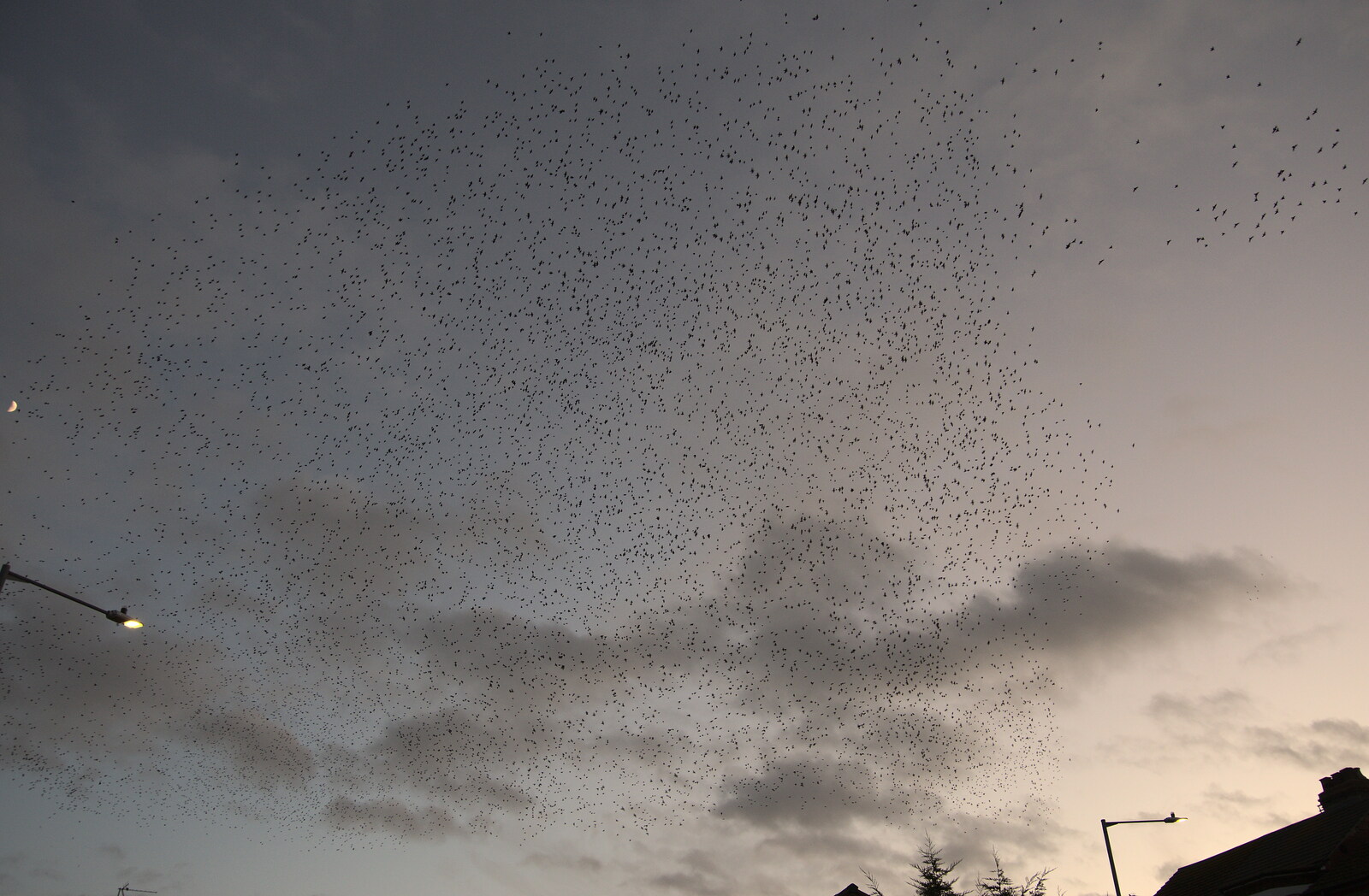 The sky is filled with a starling murmuration from The Hippodrome Christmas Spectacular, Great Yarmouth, Norfolk - 29th December 2022
