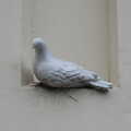 There's a stone pigeon in an alcove, Winter Walks around Brome and Hoxne, Suffolk - 2nd January 2023