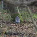 A Buddha head has fallen out of a tree, Winter Walks around Brome and Hoxne, Suffolk - 2nd January 2023