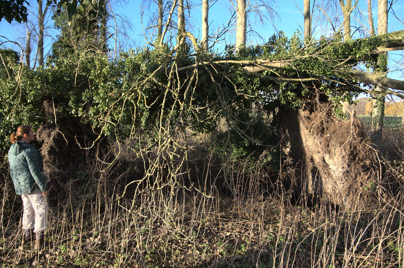 Winter Walks around Brome and Hoxne, Suffolk - 2nd January 2023: Isobel inspects a whole row of uprooted trees
