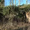 Isobel inspects a whole row of uprooted trees, Winter Walks around Brome and Hoxne, Suffolk - 2nd January 2023