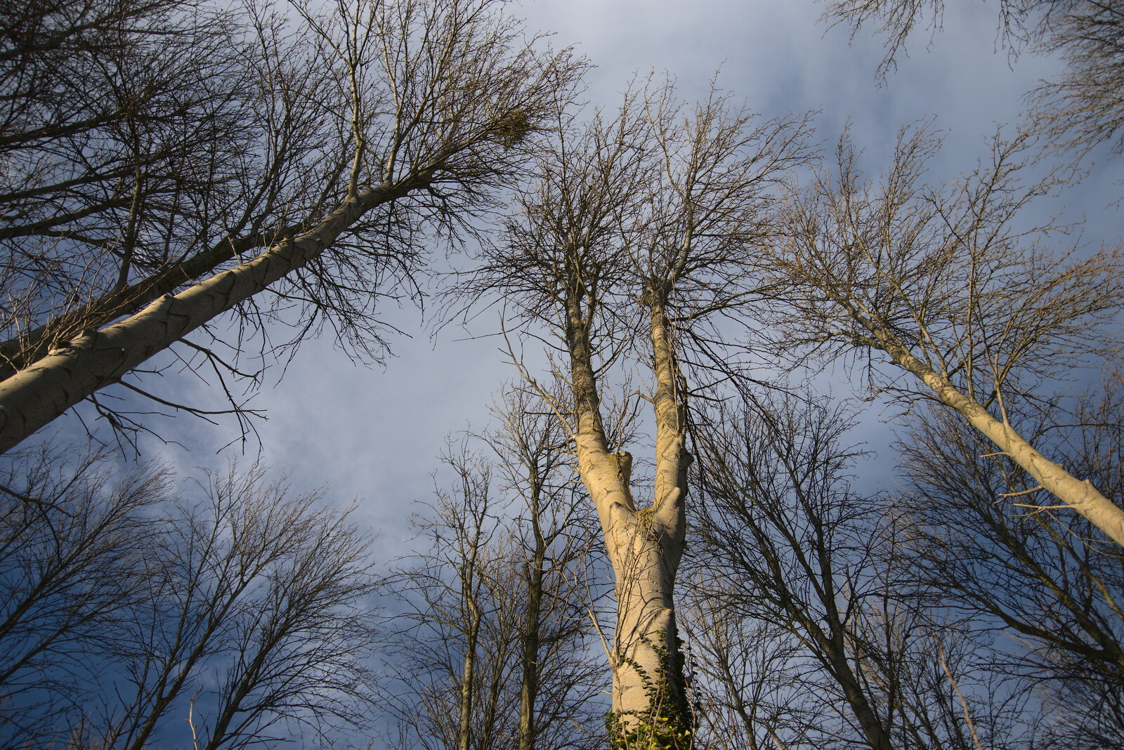 Winter Walks around Brome and Hoxne, Suffolk - 2nd January 2023: Skeleton trees reach for the sky