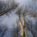 Skeleton trees reach for the sky, Winter Walks around Brome and Hoxne, Suffolk - 2nd January 2023