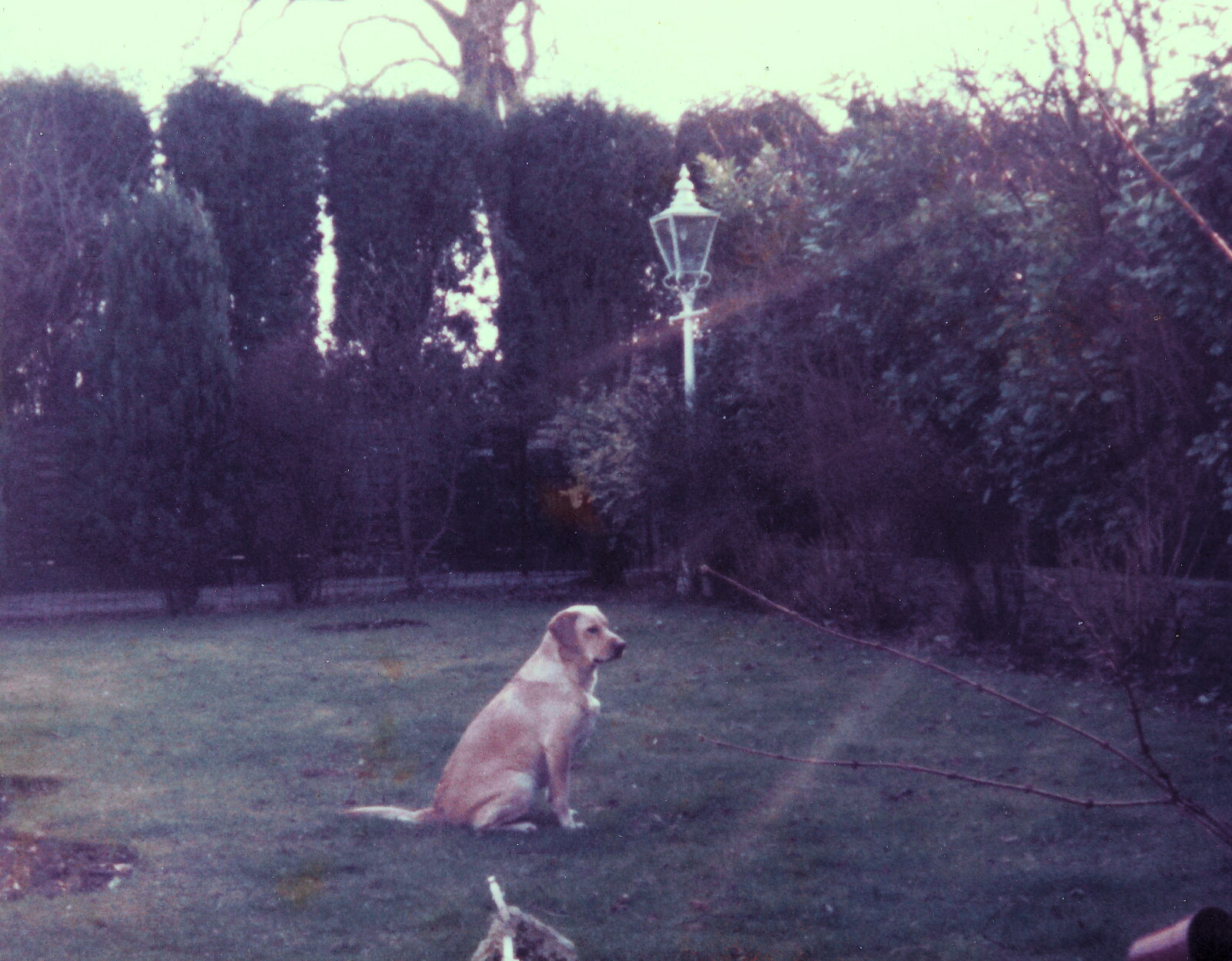 The Grandad Archive, Various Locations - 7th January 2023: Brandy the labrador, 1984