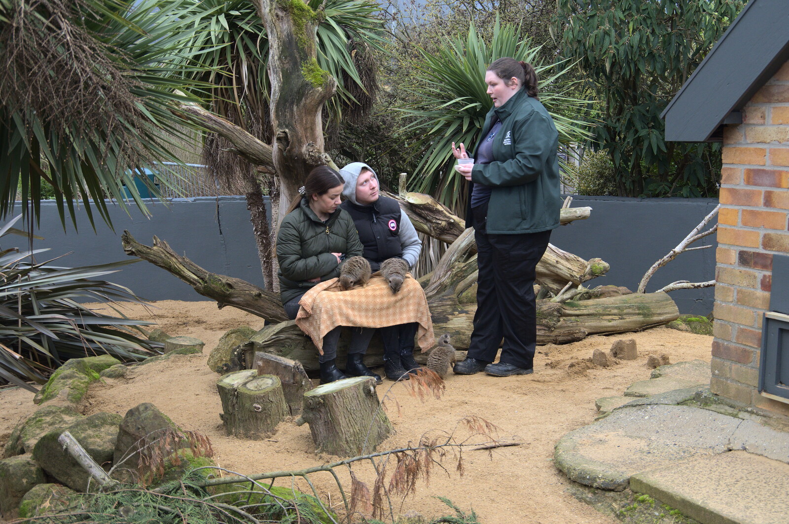 A Few Hours at the Zoo, Banham, Norfolk - 8th January 2023: People get the meerkat experience
