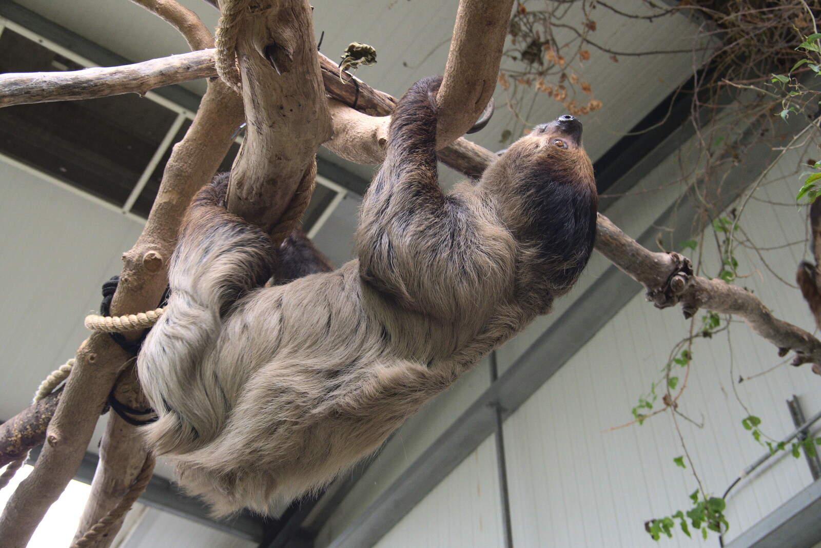 A Few Hours at the Zoo, Banham, Norfolk - 8th January 2023: A sloth trundles around on some branches