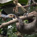 A bird does its intimidation dance at a sloth, A Few Hours at the Zoo, Banham, Norfolk - 8th January 2023