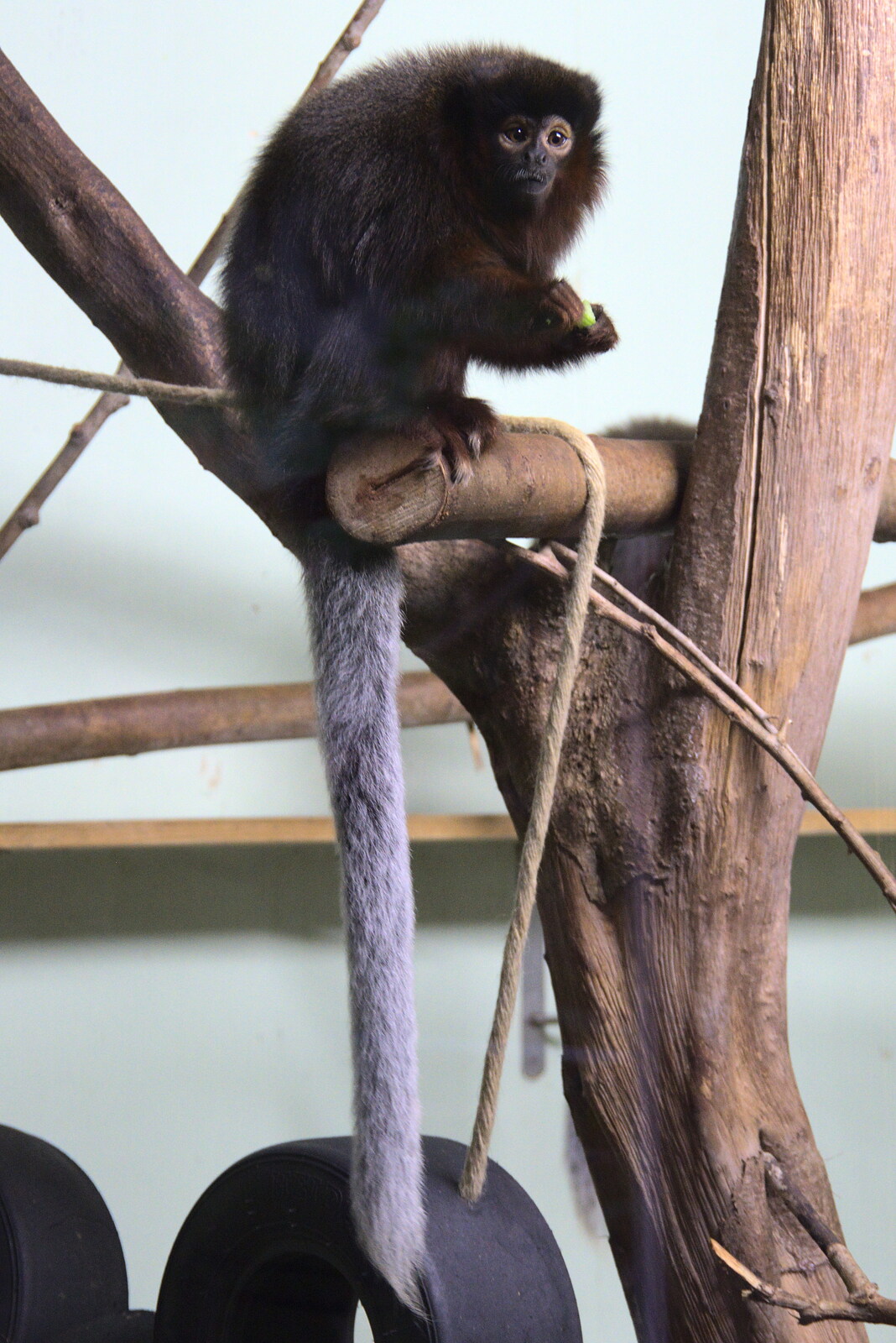 A Few Hours at the Zoo, Banham, Norfolk - 8th January 2023: A small monkey with a very long tail