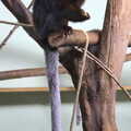 A small monkey with a very long tail, A Few Hours at the Zoo, Banham, Norfolk - 8th January 2023