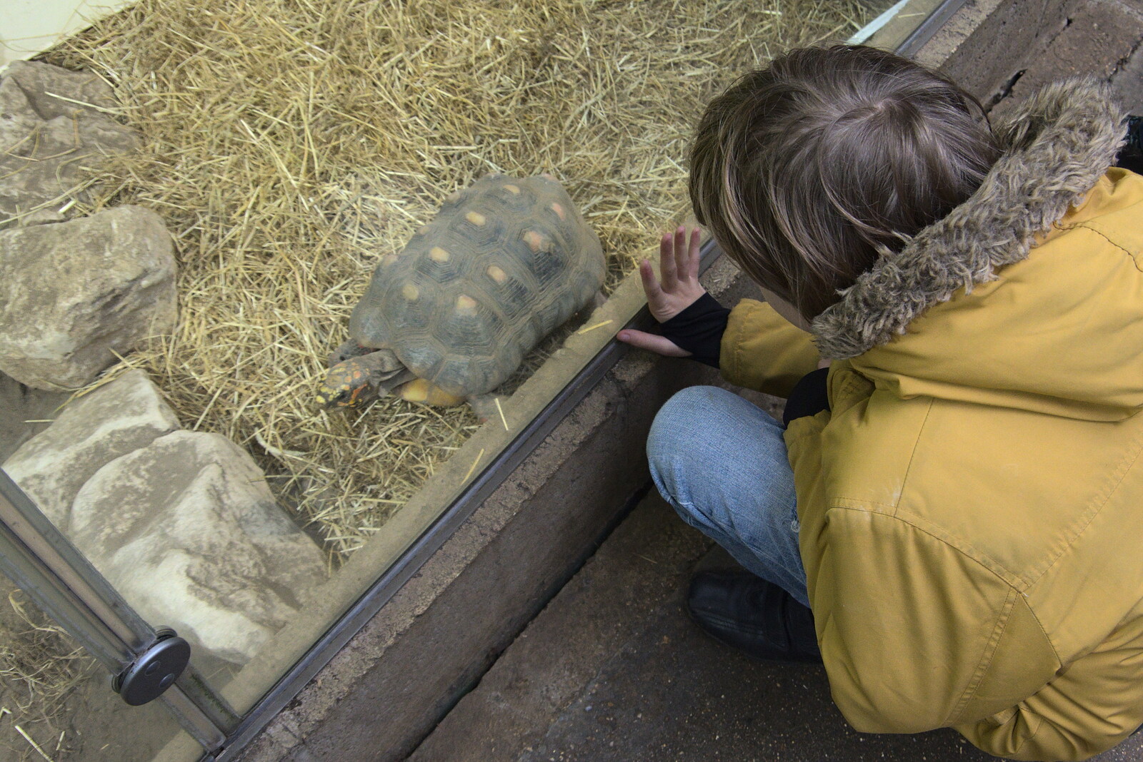 A Few Hours at the Zoo, Banham, Norfolk - 8th January 2023: Harry gets up close to a tortoise