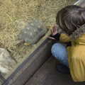 Harry gets up close to a tortoise, A Few Hours at the Zoo, Banham, Norfolk - 8th January 2023