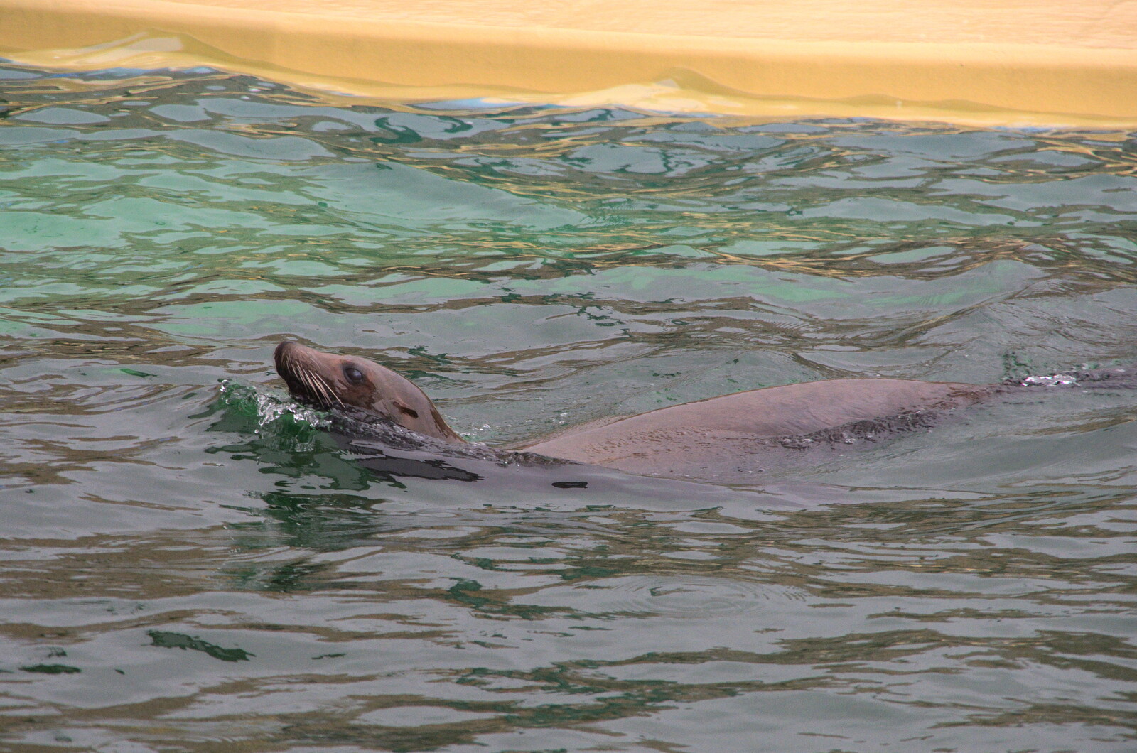 A Few Hours at the Zoo, Banham, Norfolk - 8th January 2023: A sea lion has a swim
