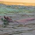A sea lion has a swim, A Few Hours at the Zoo, Banham, Norfolk - 8th January 2023